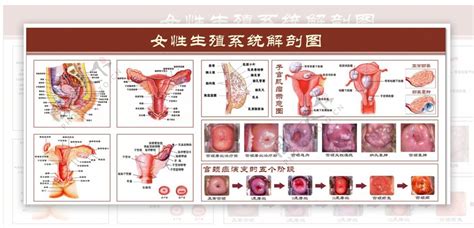 女性生殖器|解剖学高清图谱 女性生殖系统